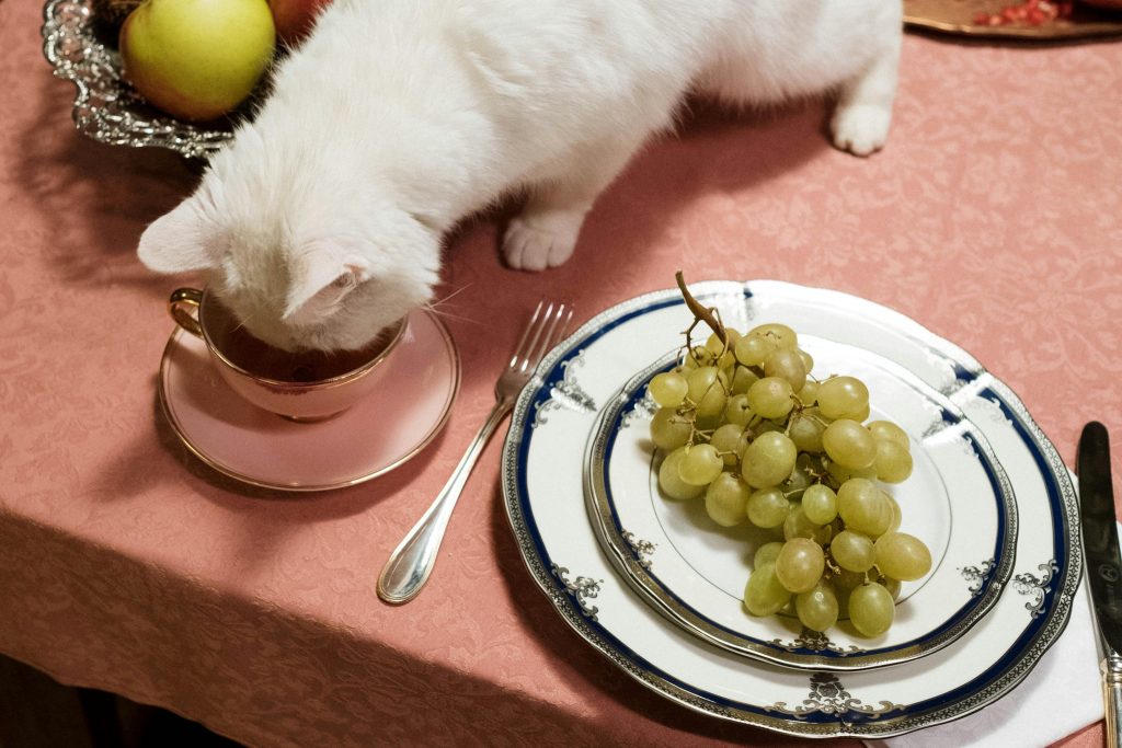Human Foods That Are Toxic to Cats Complete Safety Guide