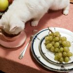 Human Foods That Are Toxic to Cats Complete Safety Guide