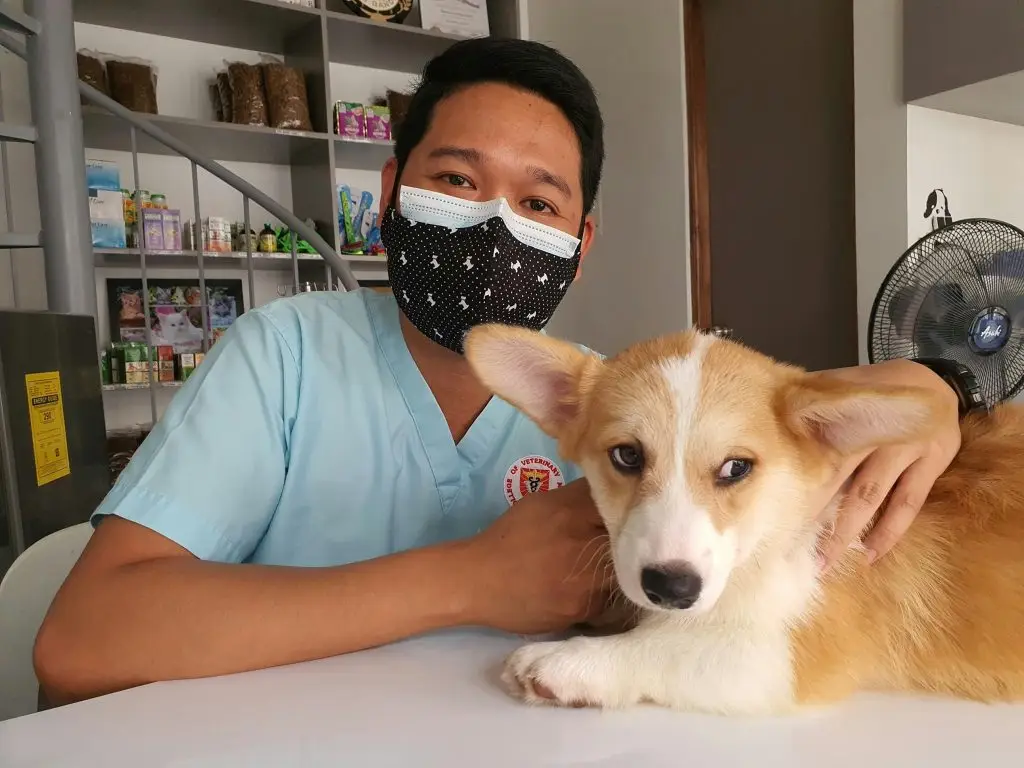 Pet Emergency Signs: When You Must Take Your Dog or Cat to the Vet Immediately