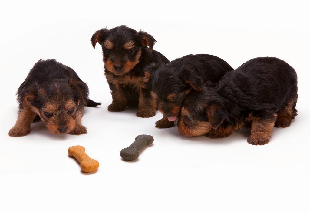 Puppy Feeding Guide How Much and How Often to Feed Your Puppy
