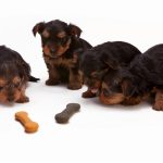 Puppy Feeding Guide How Much and How Often to Feed Your Puppy