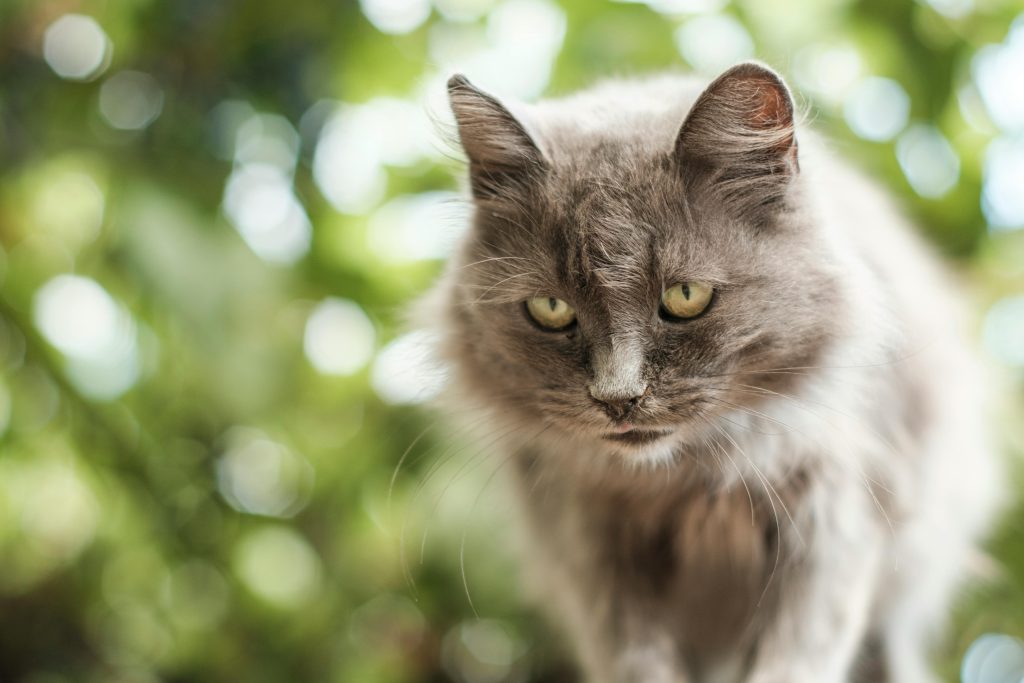 Senior Cat Care How to Keep Your Old Cat Healthy and Happy