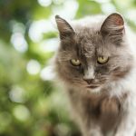 Senior Cat Care: How to Keep Your Old Cat Healthy and Happy