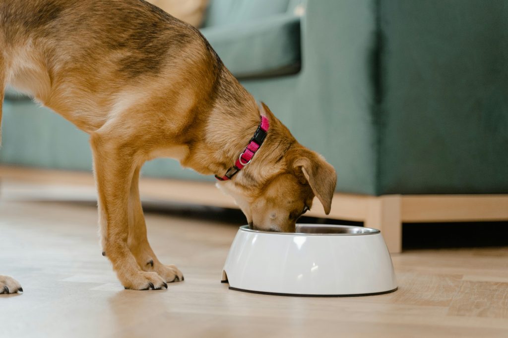 Wet Food vs Dry Food for Dogs Which Is Better for Your Dog