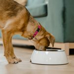 Wet Food vs Dry Food for Dogs Which Is Better for Your Dog