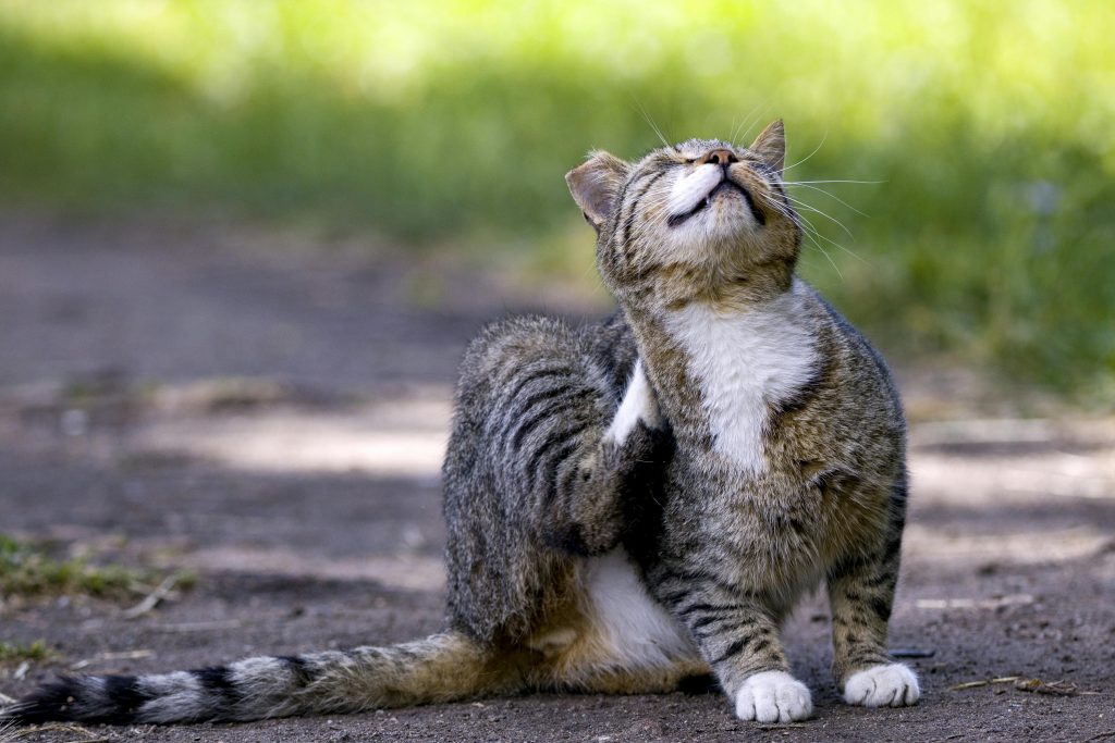 Why Does My Cat Scratch Everything? How to Stop It