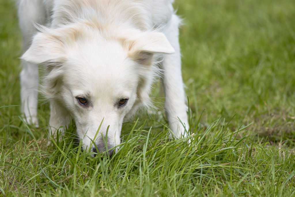 Why Does My Dog Eat Grass Causes and When to Worry