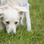 Why Does My Dog Eat Grass Causes and When to Worry
