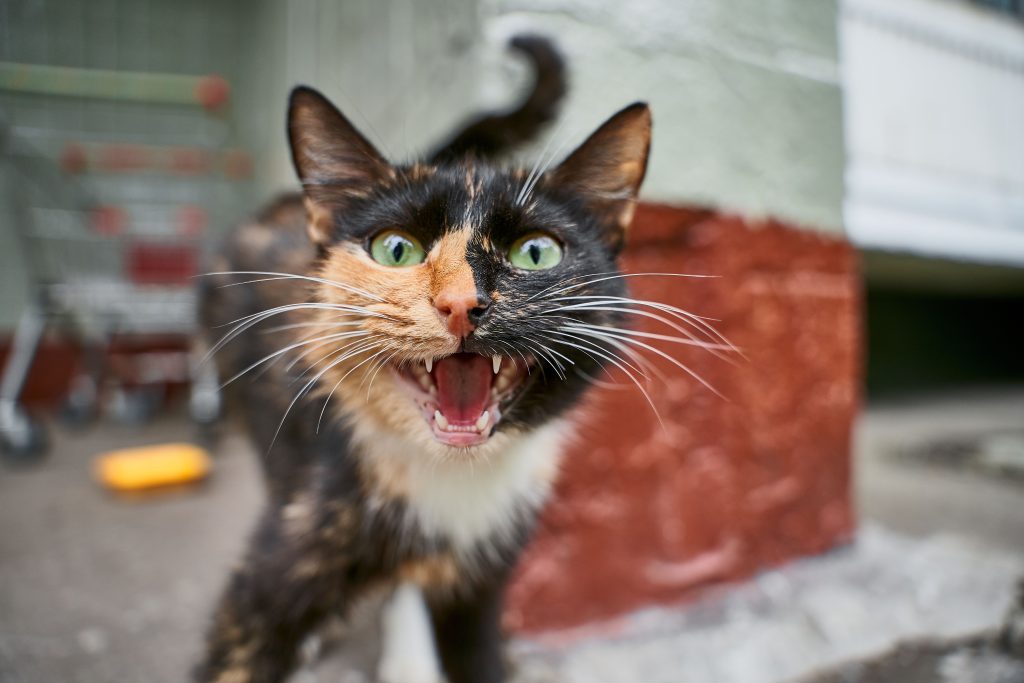 Why Is My Cat Meowing So Much Causes and How to Help
