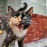 Why Is My Cat Meowing So Much Causes and How to Help