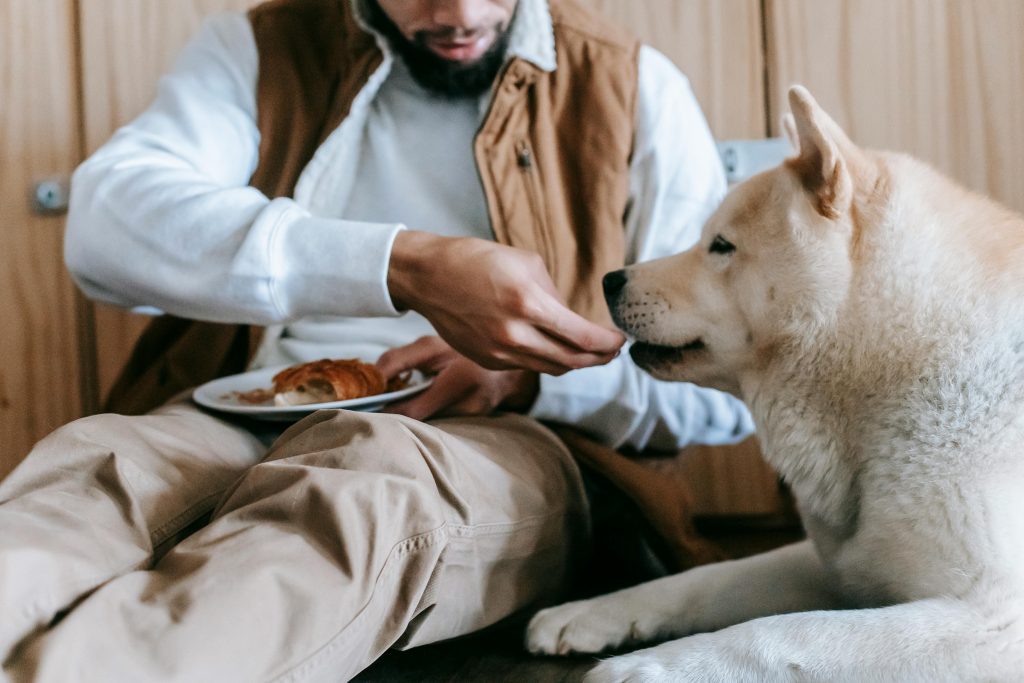 Why Is My Dog Not Eating? Common Causes and What You Should Do