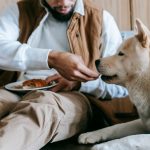 Why Is My Dog Not Eating? Common Causes and What You Should Do