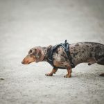 Dog Limping: Common Causes, Symptoms and When to See a Vet