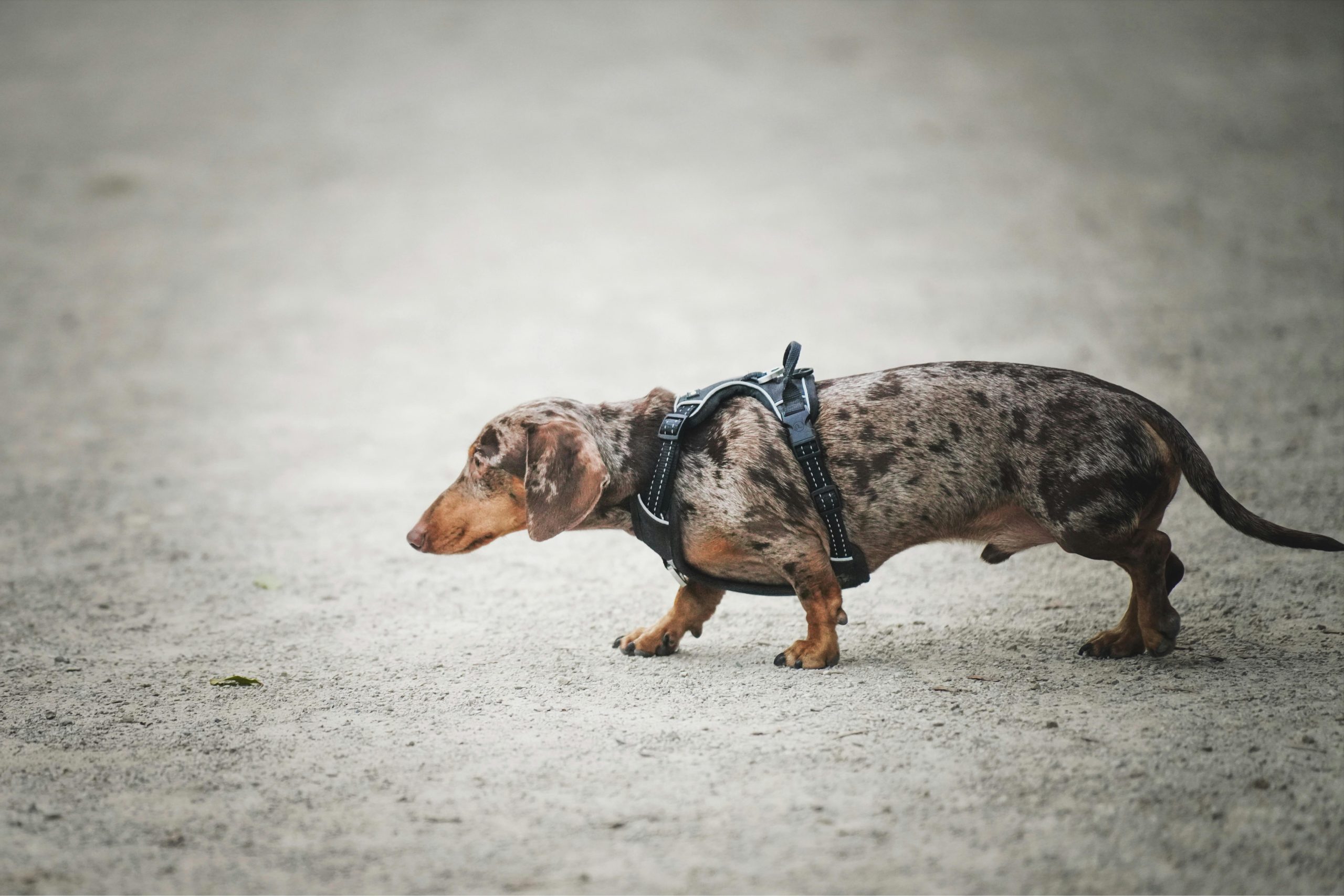 Dog Limping: Common Causes, Symptoms and When to See a Vet