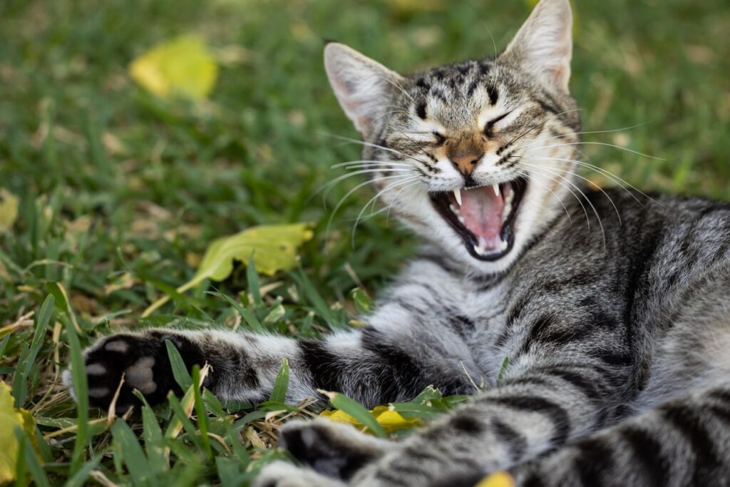 Cat Bad Breath: Causes, Treatment, and How to Fix It Permanently