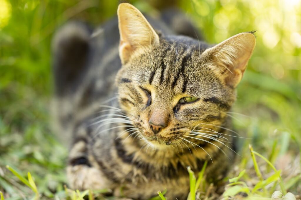 Cat Conjunctivitis: Symptoms, Causes, and Treatment