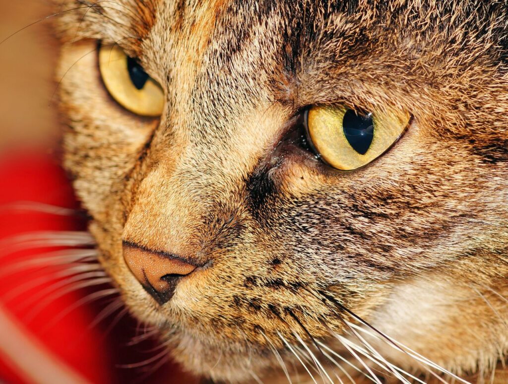 Cat Eye Discharge Causes, Treatment, and When to Worry