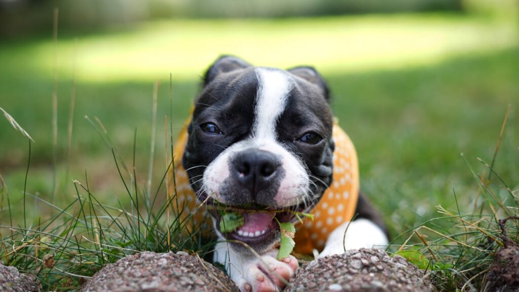 Dog Bad Breath: Causes, Treatment and How to Fix It Permanently