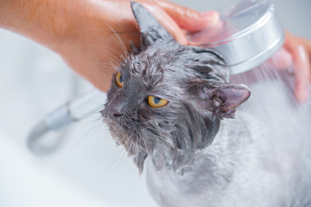 How to Bathe a Cat at Home: A Complete Step-by-Step Guide