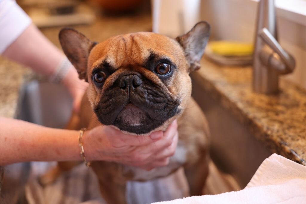 How to Bathe a Dog at Home: A Complete Step-by-Step Guide