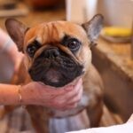 How to Bathe a Dog at Home: A Complete Step-by-Step Guide