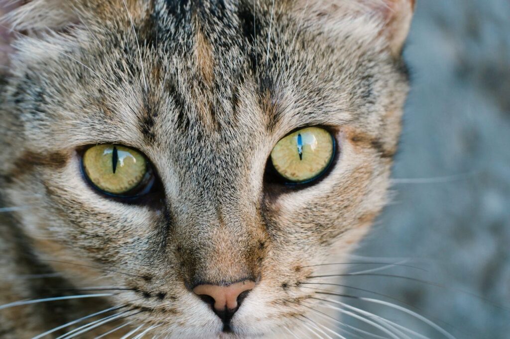 Why Are My Cats Eyes Watering? Causes and Solutions